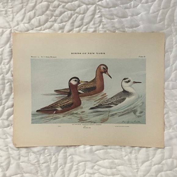 Vintage Other - 1913 Antique Ornithological Bird Print Original